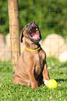 Rhodesian Ridgeback Puppy