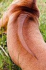 Rhodesian Ridgeback back