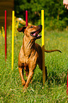 Rhodesian Ridgeback at Agility