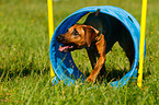 Rhodesian Ridgeback at Agility