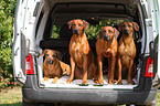 4 Rhodesian Ridgebacks