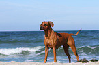 Rhodesian Ridgeback