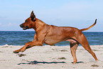 running Rhodesian Ridgeback