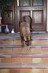 Rhodesian Ridgeback