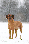 Rhodesian Ridgeback