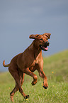 running Rhodesian Ridgeback