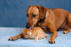 dog and kitten