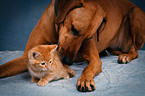 dog and kitten