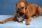 dog and kitten