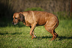 Rhodesian Ridgeback