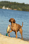 retrieving Rhodesian Ridgeback