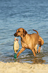 retrieving Rhodesian Ridgeback