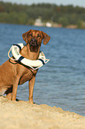 sitting Rhodesian Ridgeback