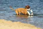 retrieving Rhodesian Ridgeback