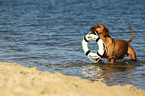 retrieving Rhodesian Ridgeback