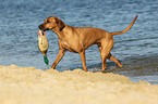 retrieving Rhodesian Ridgeback