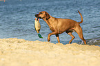 retrieving Rhodesian Ridgeback