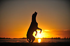 jumping Rhodesian Ridgeback