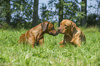 2 Rhodesian Ridgebacks