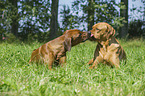 2 Rhodesian Ridgebacks