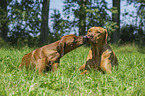 2 Rhodesian Ridgebacks