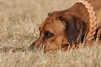 lying Rhodesian Ridgeback