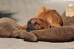 Rhodesian Ridgeback Puppy