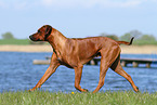 walking Rhodesian Ridgeback