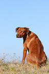 sitting Rhodesian Ridgeback