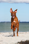 playing Rhodesian Ridgeback