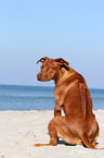 sitting Rhodesian Ridgeback