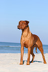 Rhodesian Ridgeback