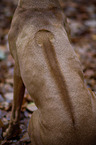 Rhodesian Ridgeback back