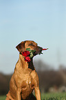 Rhodesian Ridgeback with roses