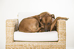 lying Rhodesian Ridgeback