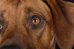 Rhodesian Ridgeback eye