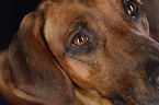 Rhodesian Ridgeback eyes