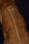 Rhodesian Ridgeback back