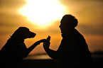 Rhodesian Ridgeback gives paw