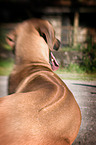 Rhodesian Ridgeback