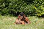 Rhodesian Ridgeback Puppy