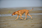 walking Rhodesian Ridgeback