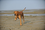 running Rhodesian Ridgeback