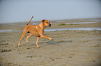 running Rhodesian Ridgeback