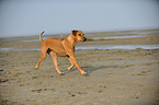 running Rhodesian Ridgeback