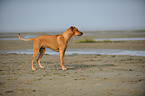 Rhodesian Ridgeback