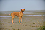 Rhodesian Ridgeback