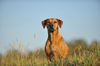 Rhodesian Ridgeback Portrait
