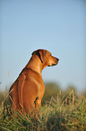 sitting Rhodesian Ridgeback