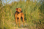 standing Rhodesian Ridgeback